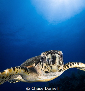 "Turtle Face"
Sometimes the friendliness of the Hawksbil... by Chase Darnell 
